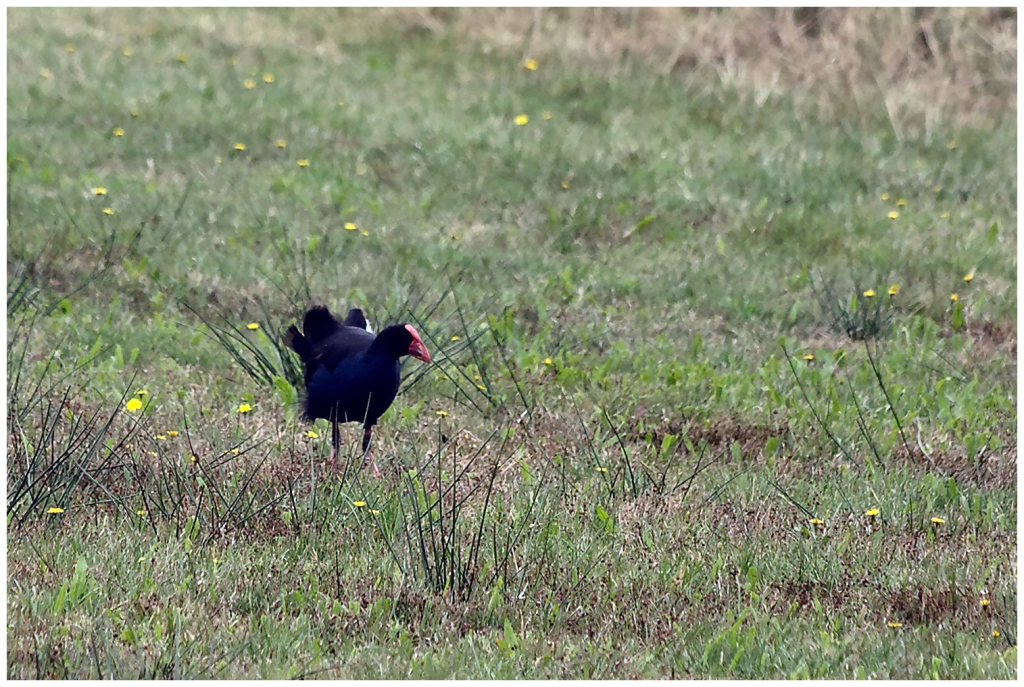 11 - Cape Farewell (05) - Takahe.jpg